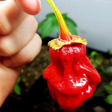 Bhutlah Bubblegum 7 Pot Red Seeds - The Pepper Pantry (Formerly Marie Sharp's)